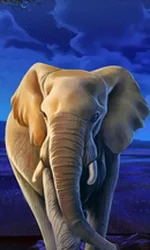 African Elephant